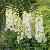 Delphinium Delgenius Neva Delphinium Delgenius Neva