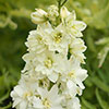Delphinium Delgenius Neva Delphinium Delgenius Neva