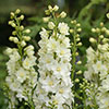 Delphinium Delgenius Neva Delphinium Delgenius Neva