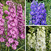 Delphinium Delgenius Collection Delphinium Delgenius Collection
