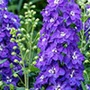 Delphinium Delgenius Collection Delphinium Delgenius Collection