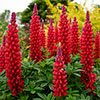Lupin Beefeater Lupin Beefeater
