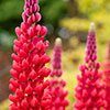 Lupin Beefeater Lupin Beefeater