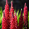 Lupin Beefeater Lupin Beefeater