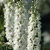 Delphinium Guardian White Delphinium Guardian White
