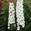 Delphinium Guardian White Delphinium Guardian White