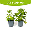 Delphinium Guardian Collection Delphinium Guardian Collection