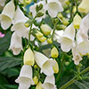 Foxglove Digitalis purpurea Hanabee White Foxglove Digitalis purpurea Hanabee White