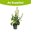 Foxglove Digitalis purpurea Hanabee White Foxglove Digitalis purpurea Hanabee White