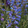 Penstemon Electric Blue Penstemon Electric Blue