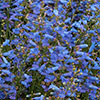 Penstemon Electric Blue Penstemon Electric Blue