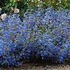 Penstemon Electric Blue Penstemon Electric Blue