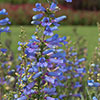 Penstemon Electric Blue Penstemon Electric Blue