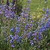 Penstemon Electric Blue Penstemon Electric Blue