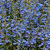 Penstemon Electric Blue Penstemon Electric Blue