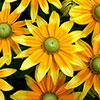 Rudbeckia Prairie Sun