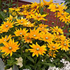 Rudbeckia Prairie Sun