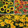 Rudbeckia hirta Collection