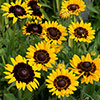 Rudbeckia hirta Collection