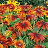 Rudbeckia hirta Collection