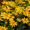 Rudbeckia hirta Collection