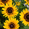 Rudbeckia hirta Collection