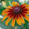 Rudbeckia hirta Collection