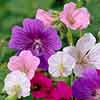 Hardy Geranium Collection