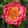 Peony Coral Sunset Peony Coral Sunset