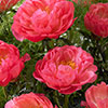 Peony Coral Sunset Peony Coral Sunset
