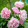 Paeony Sarah Bernhardt