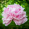 Paeony Sarah Bernhardt