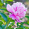Paeony Sarah Bernhardt