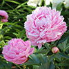 Paeony Sarah Bernhardt