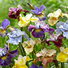 Iris sibirica Peacock Mix