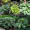 Hosta Bare Root Collection