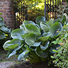 Hosta Bare Root Collection