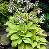 Hosta Bare Root Collection
