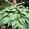 Hosta Bare Root Collection