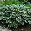 Hosta Bare Root Collection