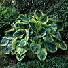 Hosta Bare Root Collection