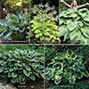 Hosta Bare Root Collection