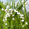 Lily of the Valley