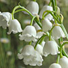 Lily of the Valley