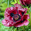 Papaver Pattys Plum Papaver Pattys Plum
