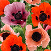 Premium Oriental Poppy Collection
