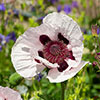 Premium Oriental Poppy Collection