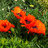 Premium Oriental Poppy Collection