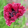 Premium Oriental Poppy Collection