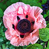 Premium Oriental Poppy Collection